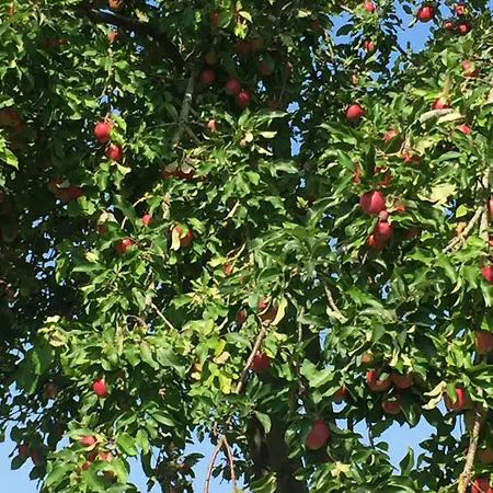 Mein-ostseeplaetzchen 3* Niesgrau