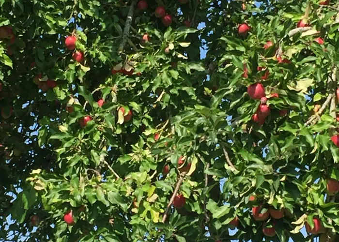 Mein-ostseeplätzchen 3* Niesgrau
