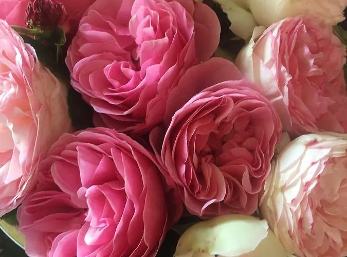 Mein-ostseeplätzchen 3*